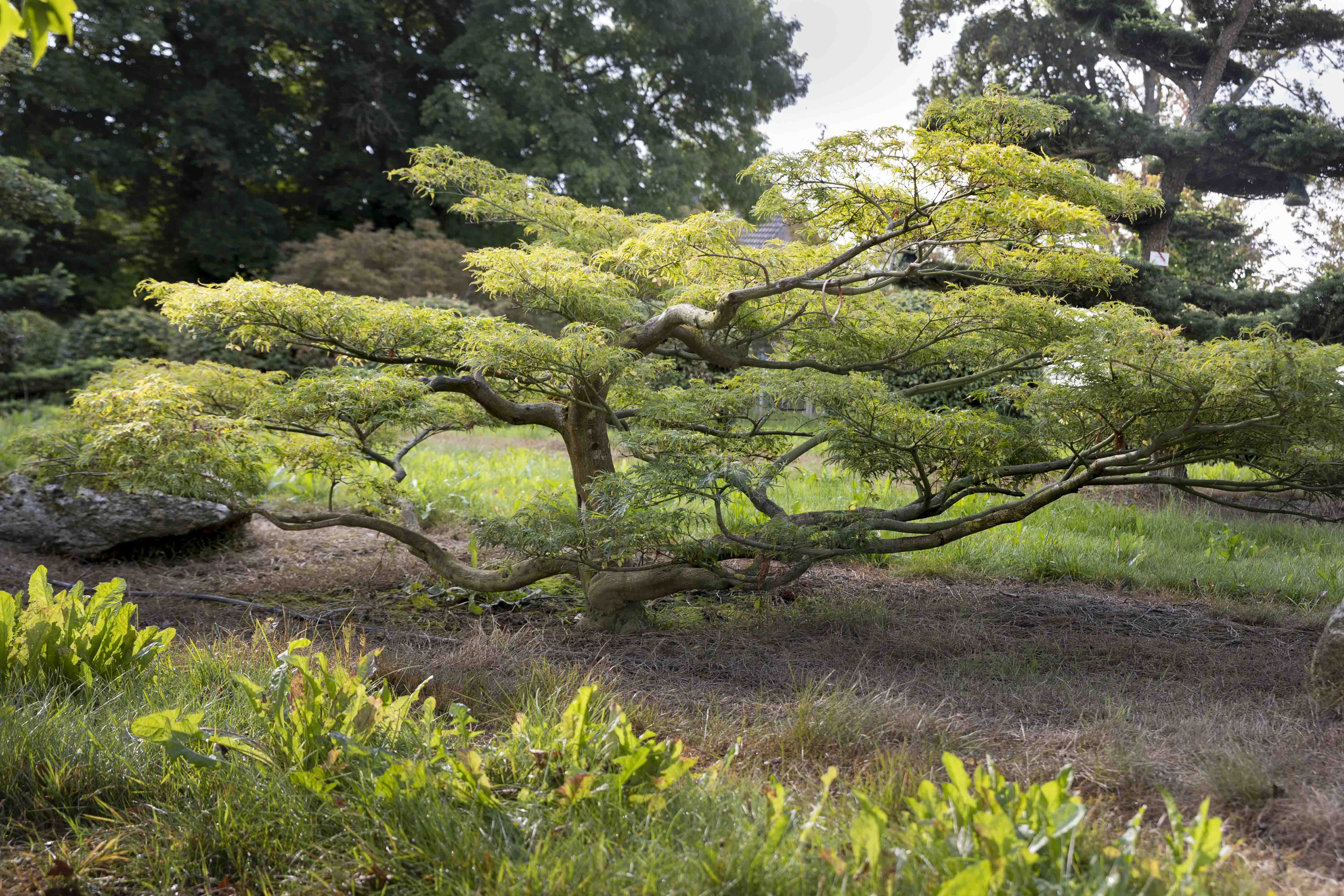 Acer palmatum 'Dissectum' Bonsai 
